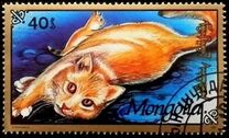 [Cats, Tip CDW]
