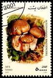 [Mushrooms, 유형 AVK]