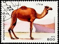 [Llamas & Camels, type ANK]