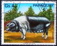 [Domestic Animals, タイプ BMN]