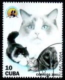 [Cats and Dogs, Tipi GLB]