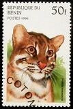 [Wild Cats, type TE]