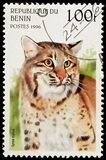 [Wild Cats, type TG]