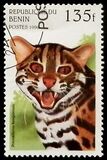 [Wild Cats, type TH]