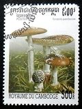 [Fungi, тип BTF]