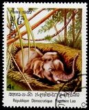 [Indian Elephant, Tipo TG]