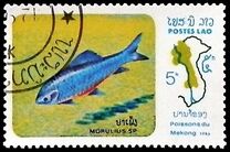 [Fish of Mekong River, тип YY]