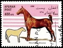 [Horses, type AMT]