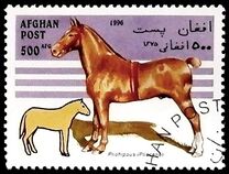 [Horses, type AMU]