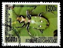 [Beetles, type BSG]
