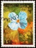 [Flowers, type AQL]