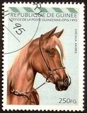 [Arab Horses, タイプ AQY]