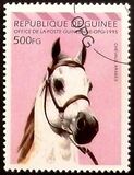 [Arab Horses, タイプ ARA]