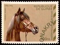 [Arab Horses, タイプ ARB]