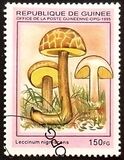 [Fungi, type ARD]