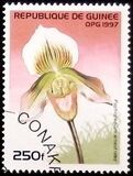 [Orchids, тып ATI]