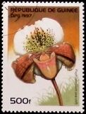 [Orchids, тып ATM]