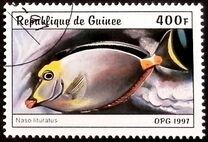 [Fish, տեսակ AUE]