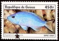 [Fish, տեսակ AUF]