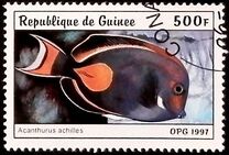 [Fish, տեսակ AUG]