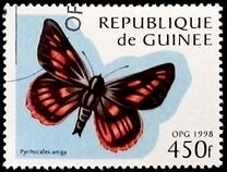 [Butterflies, tipo AWY]