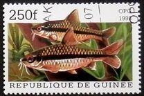 [Popular Aquarium Fish, Tipe BDB]