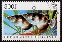 [Popular Aquarium Fish, Tipe BDC]