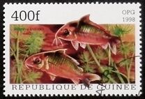 [Popular Aquarium Fish, Tipe BDD]
