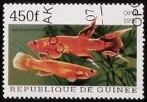 [Popular Aquarium Fish, Tipe BDE]
