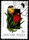 [Flowers, Вид EUA]