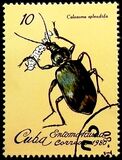 [Insects, type CZM]