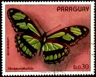 [South American Butterflies, type AXY]