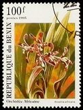 [Orchids, タイプ RK]