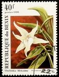 [Orchids, タイプ RH]
