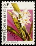 [Orchids, タイプ RI]