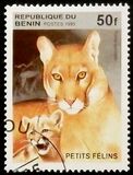 [Big Cats and their Young, Tipi RC]