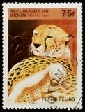 [Big Cats and their Young, Tipi RD]