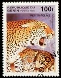 [Big Cats and their Young, Tipi RE]