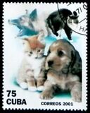 [Cats and Dogs, Tipi GLF]