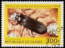 [Beetles from Around the World, Typ BDJ]