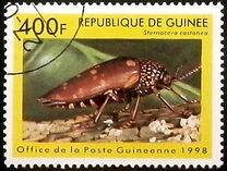 [Beetles from Around the World, Typ BDK]