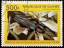 [Beetles from Around the World, Typ BDM]