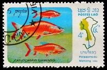 [Fish of Mekong River, тип YX]