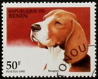 [Dogs, loại QB]