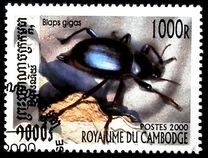[Beetles, Scrivi BSF]