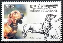 [Dogs - Dachshunds, type BVA]