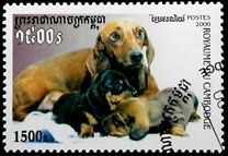 [Dogs - Dachshunds, type BVE]