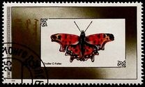[Butterflies, type BYO]