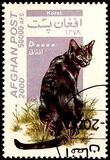 [Cats, Tipi AUX]