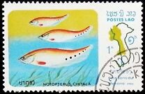 [Fish of Mekong River, type YU]